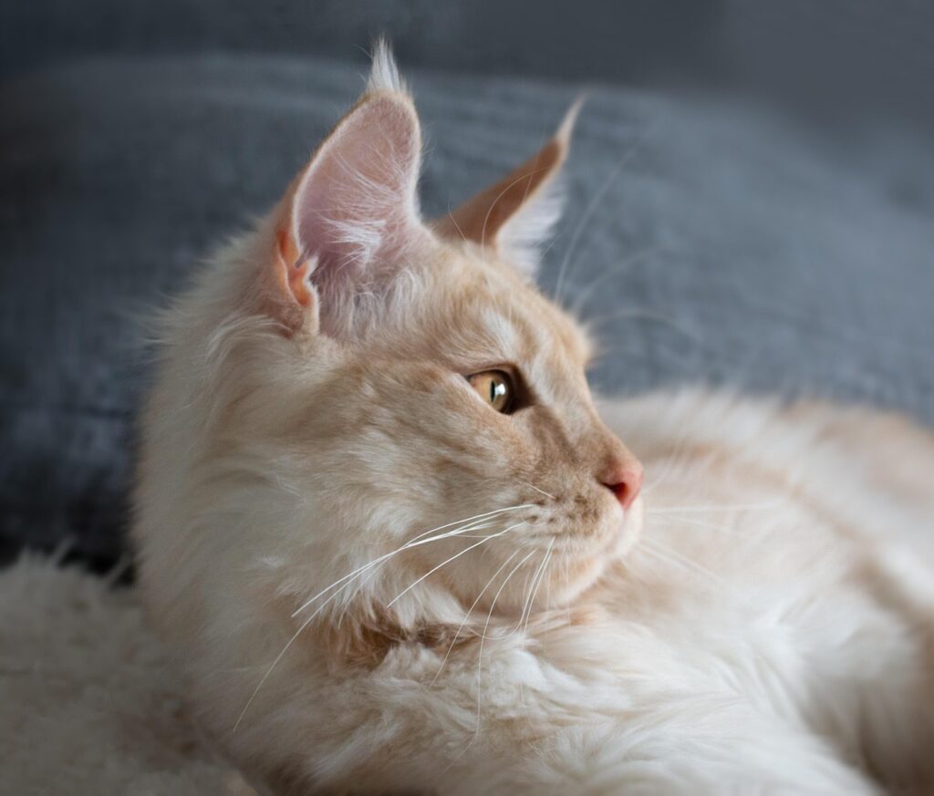 cat, mainecoon, portrait, animals, katzenkopf, fur, mammal, eyes, animal, kitten, sweet, person, pet, pride, lynx, beautiful, sassy, mainecoon, mainecoon, mainecoon, mainecoon, mainecoon, lynx