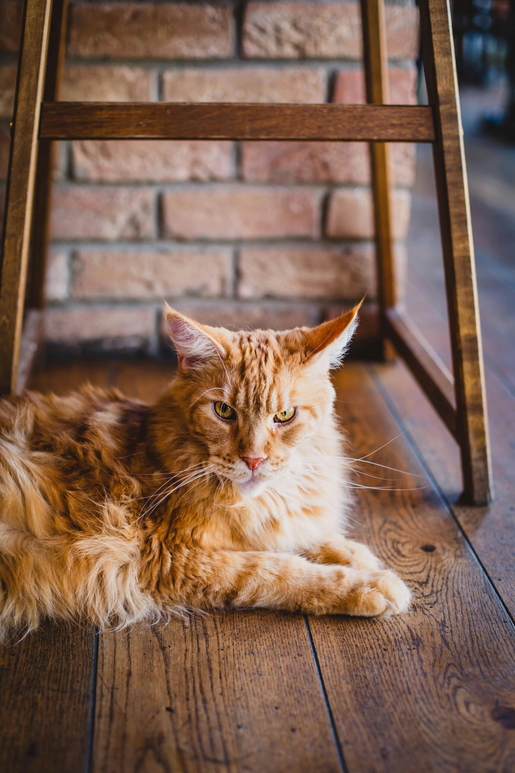 A ginger Maine Coon cat relaxing on wooden floor indoors, showcasing its fluffy fur and calm demeanor.